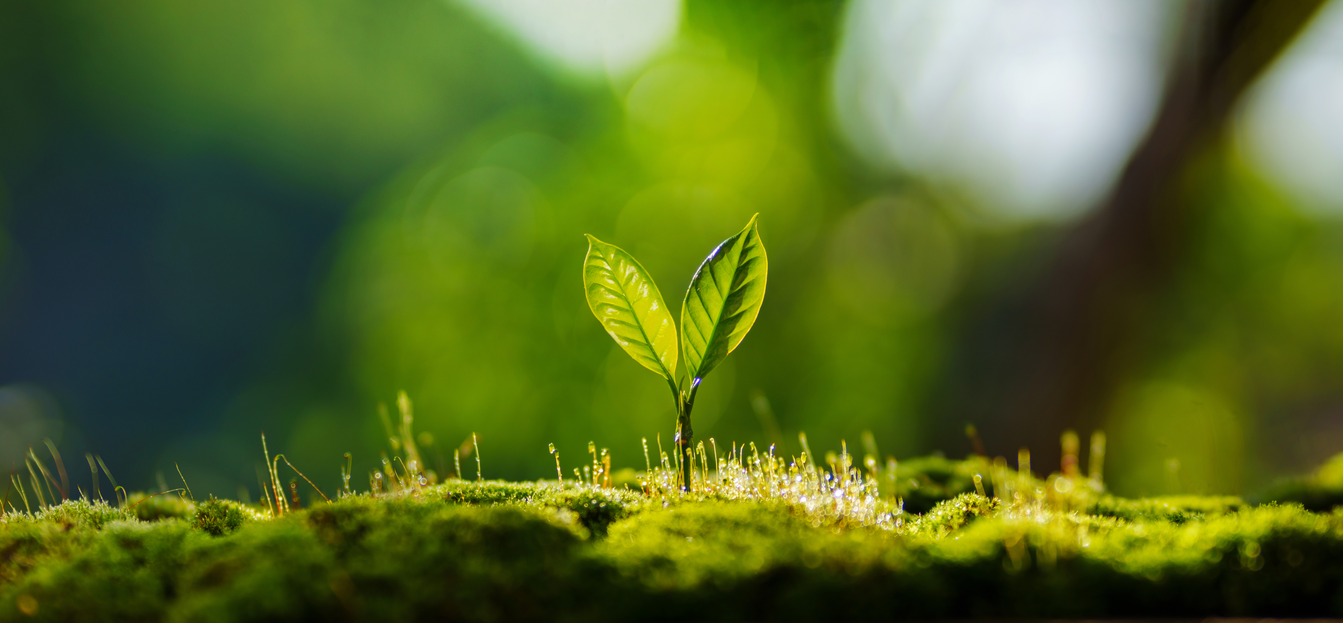 sprouting bloom with green background